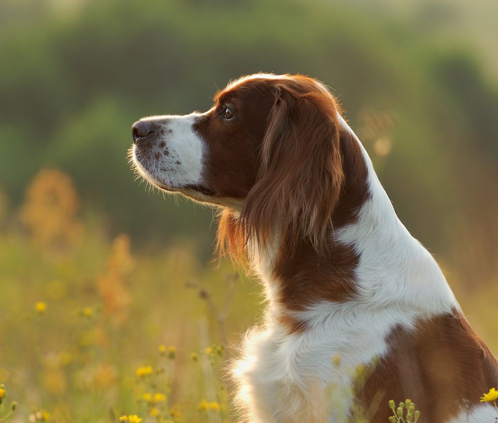 When Judges Disagree